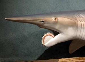 strangest animals in the world rare sharks