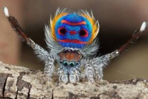 Spider Peacock