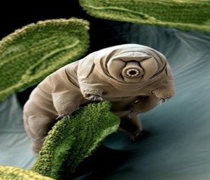 microorganism strange animals images